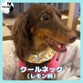 クールネック（レモン柄）