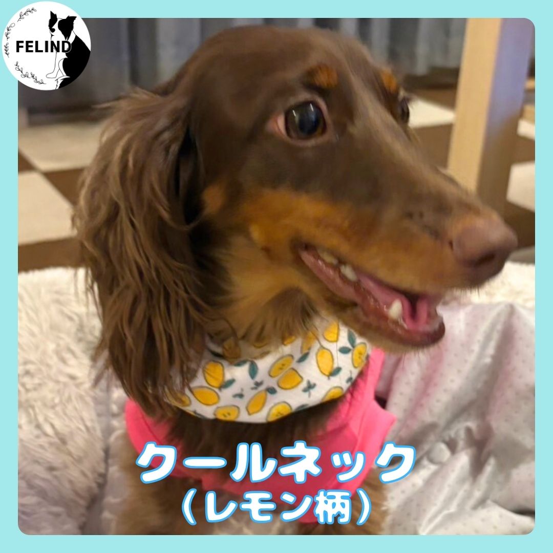 クールネック(レモン柄)