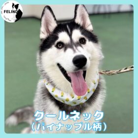 クールネック（パイナップル柄）