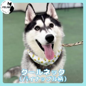 クールネック（パイナップル柄）