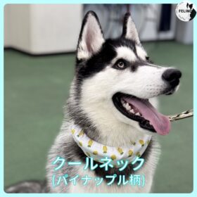 クールネック（パイナップル柄）