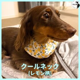 クールネック（レモン柄）