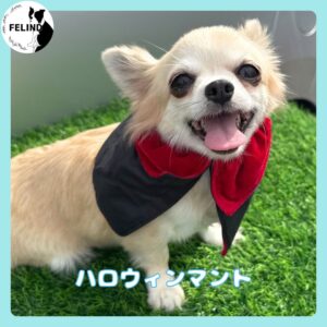 ハロウィンマント