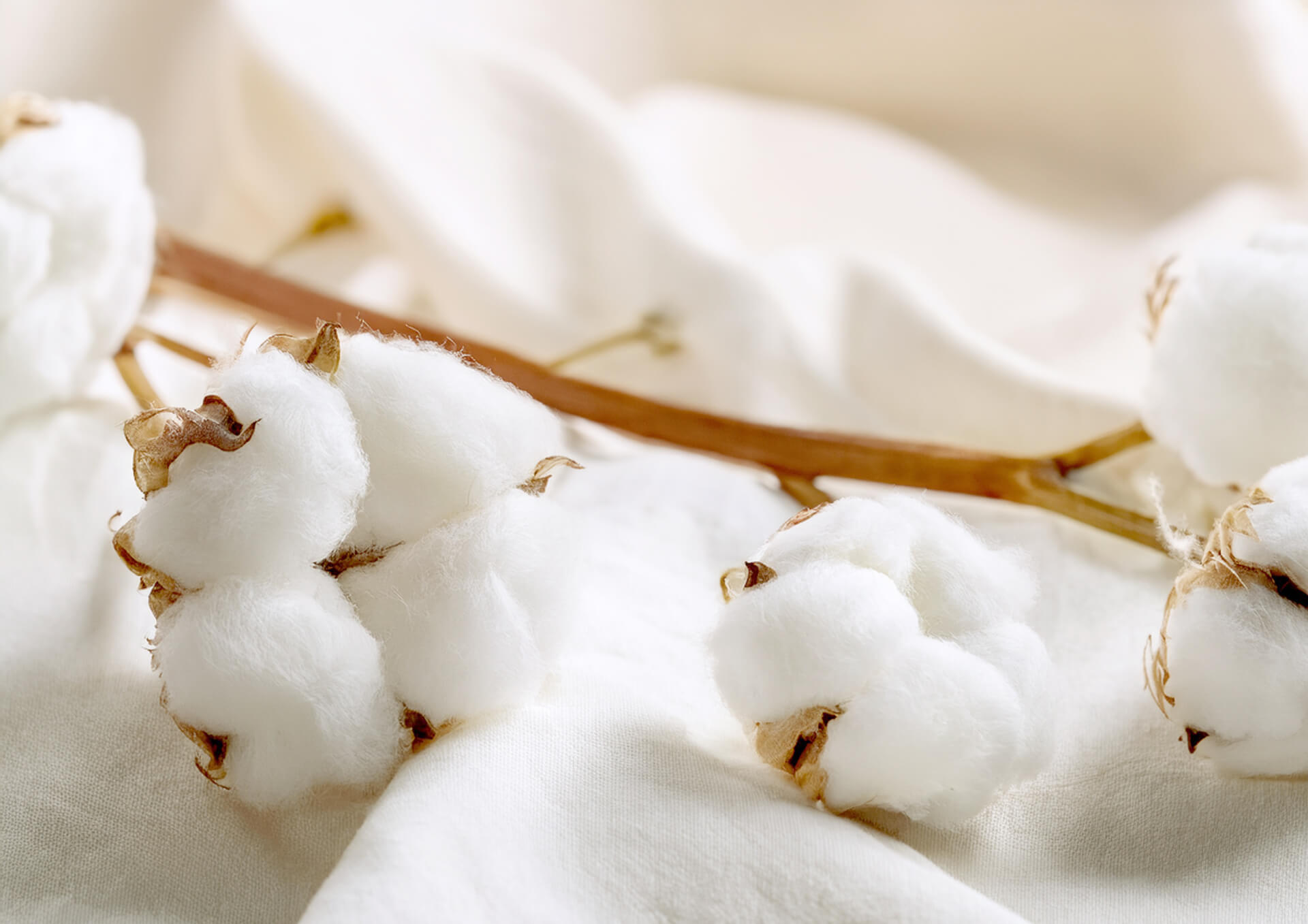 快適性と耐久性を左右する犬服の素材の種類と特徴