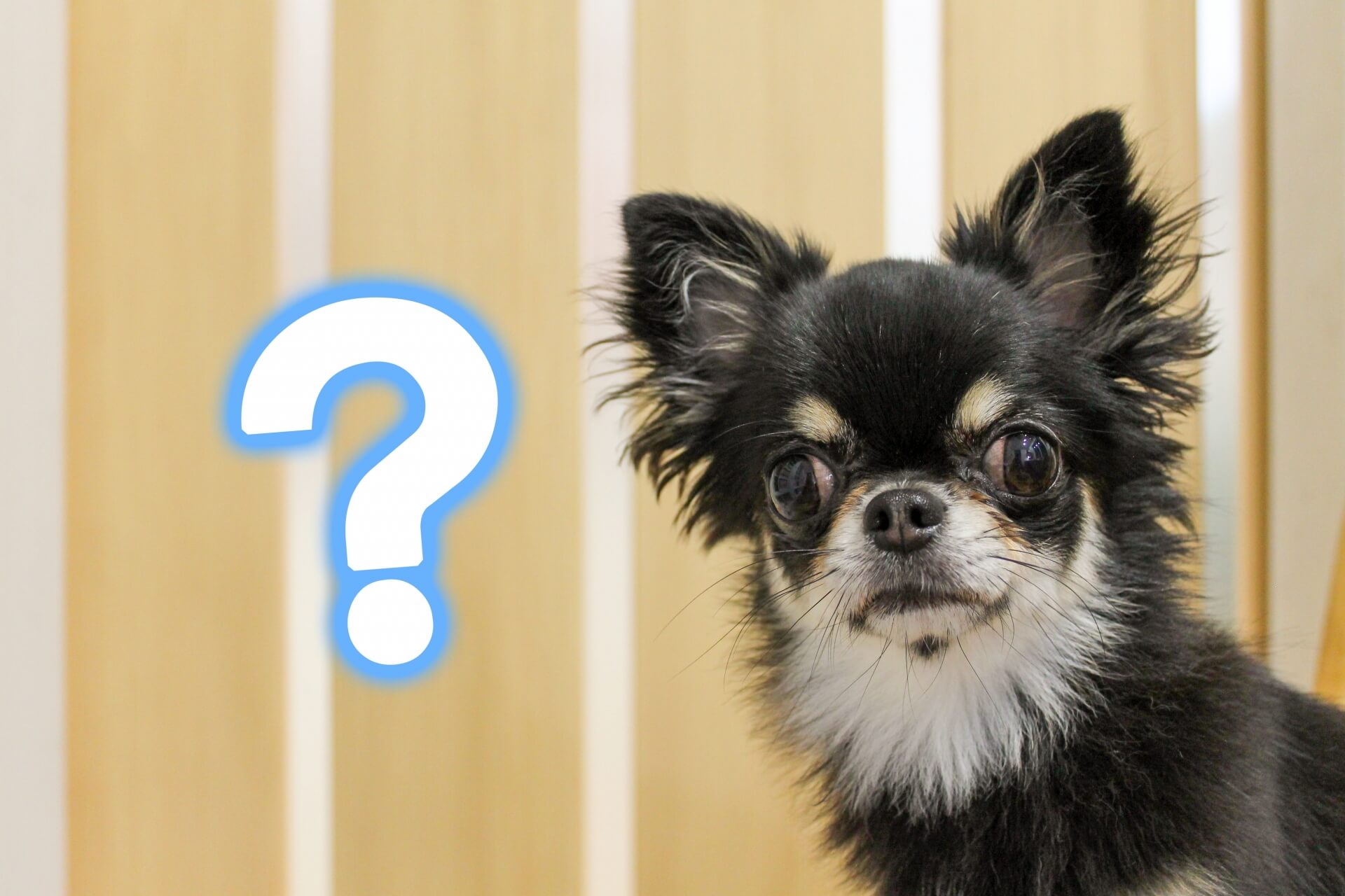 犬用ハーネスのフルオーダーとセミオーダーの違いとは？