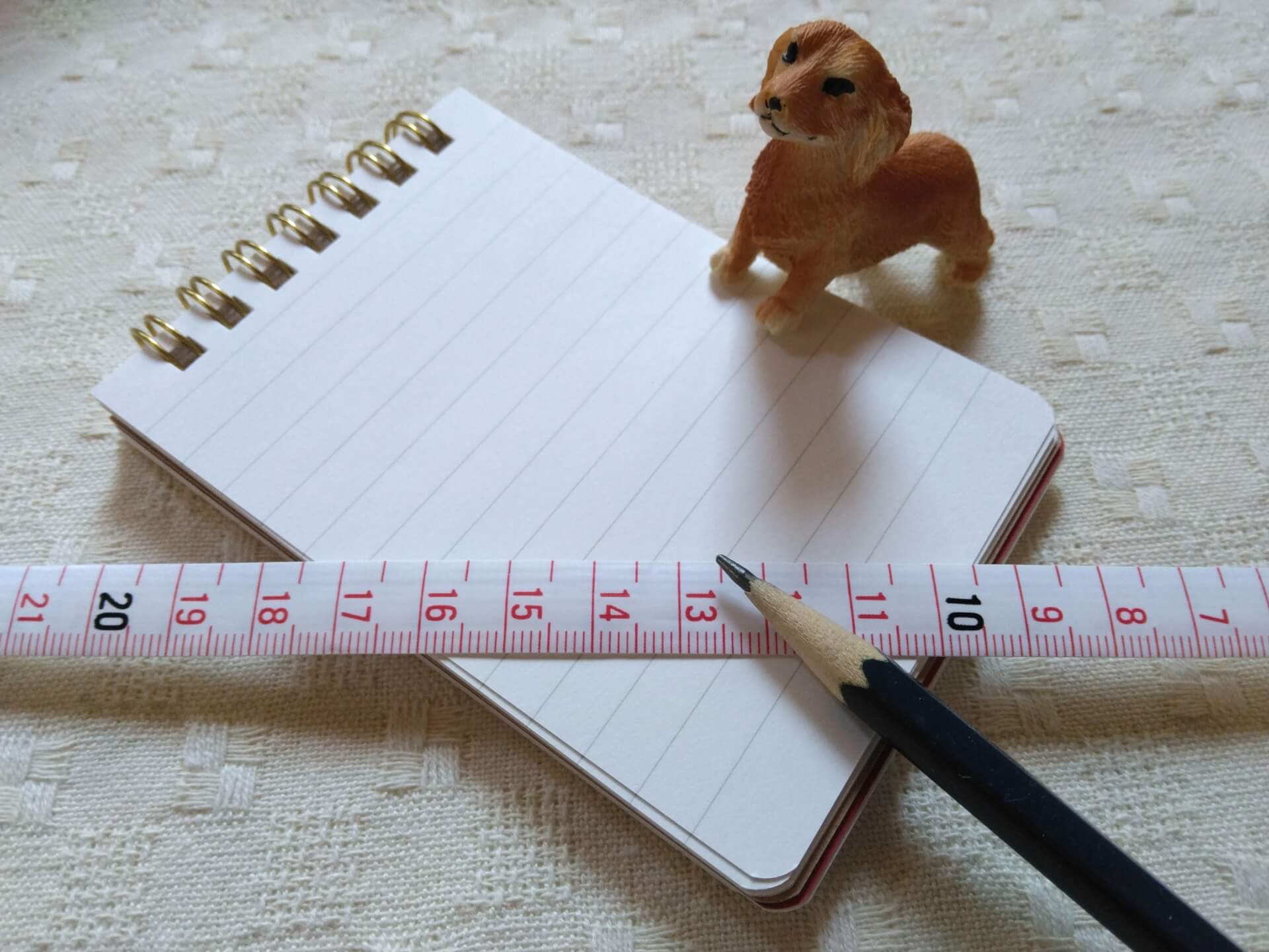 愛犬の首輪サイズの正しい測り方