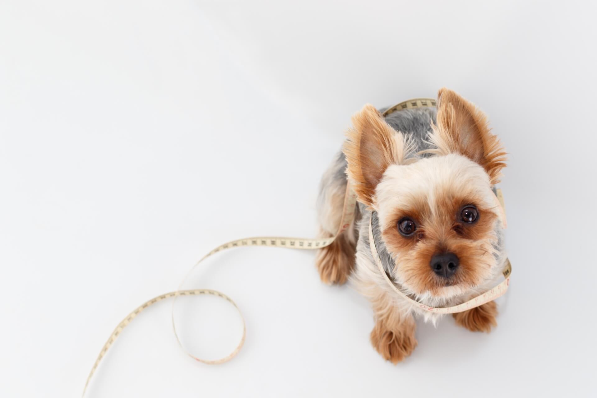 首周り以外に測るべき箇所と計測ポイント