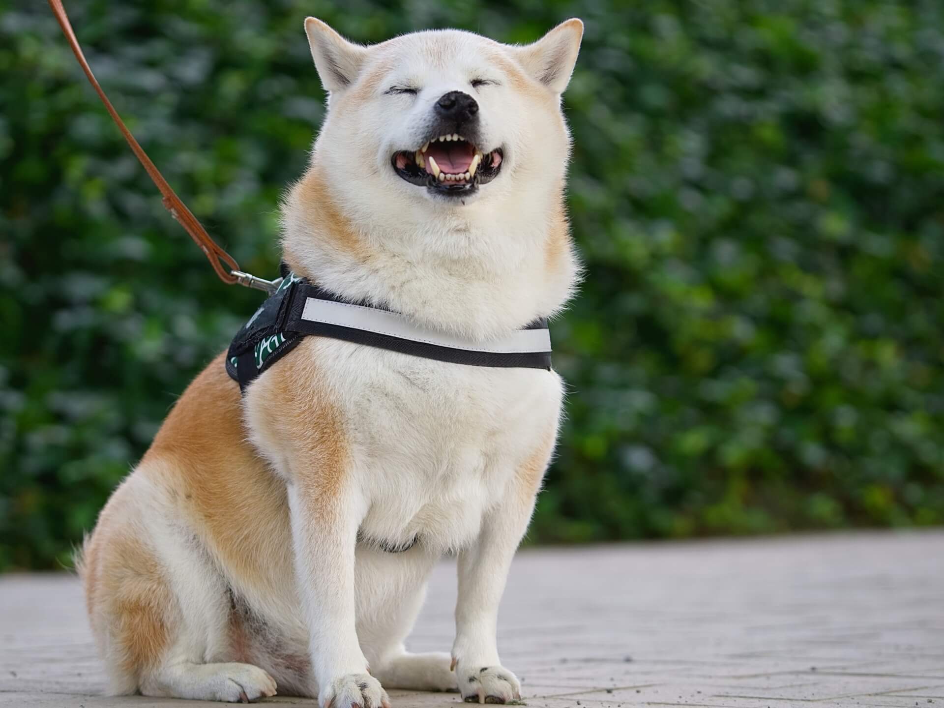 犬用リードの素材の種類と特徴