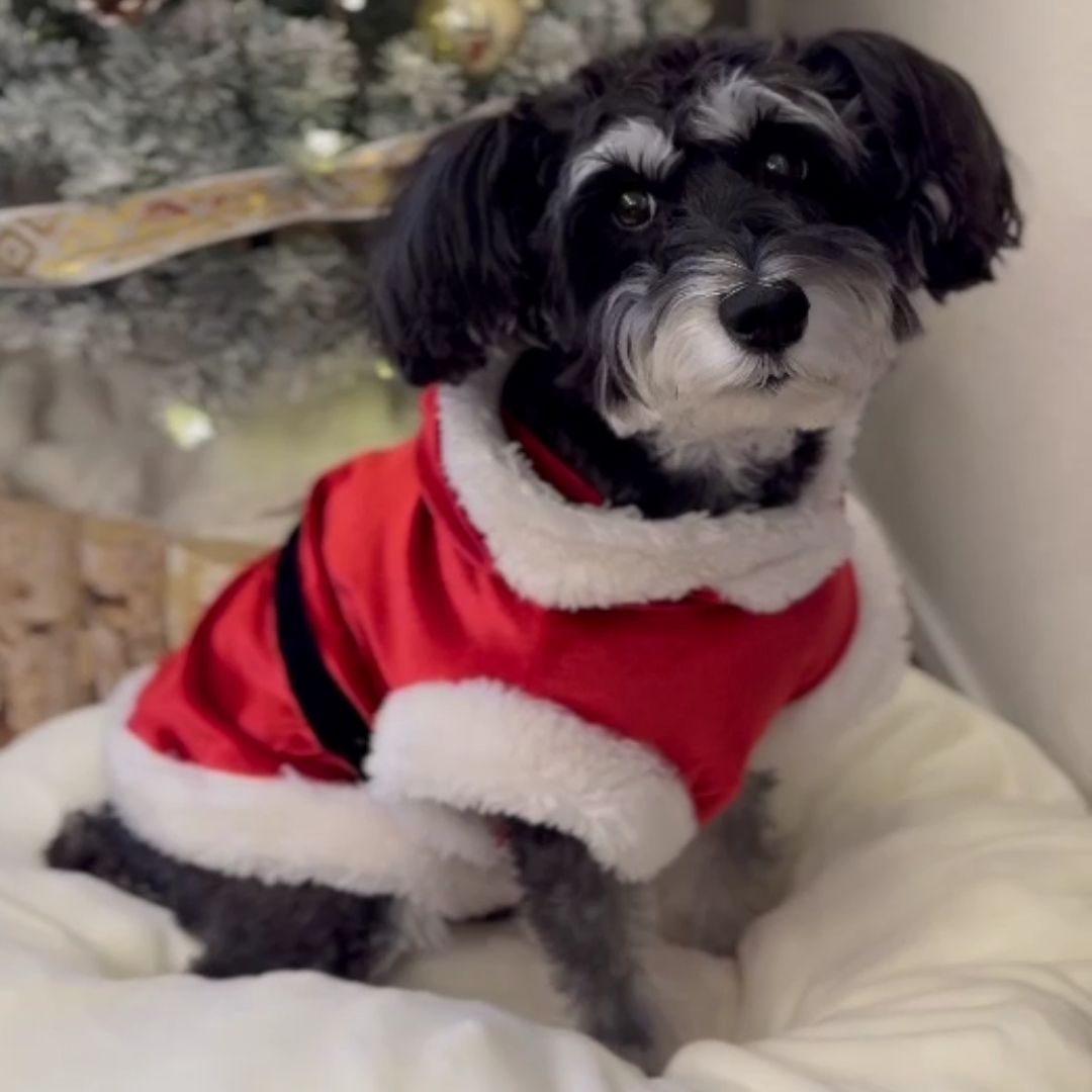 サンタコスチューム