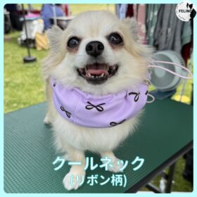 クールネック（リボン柄）