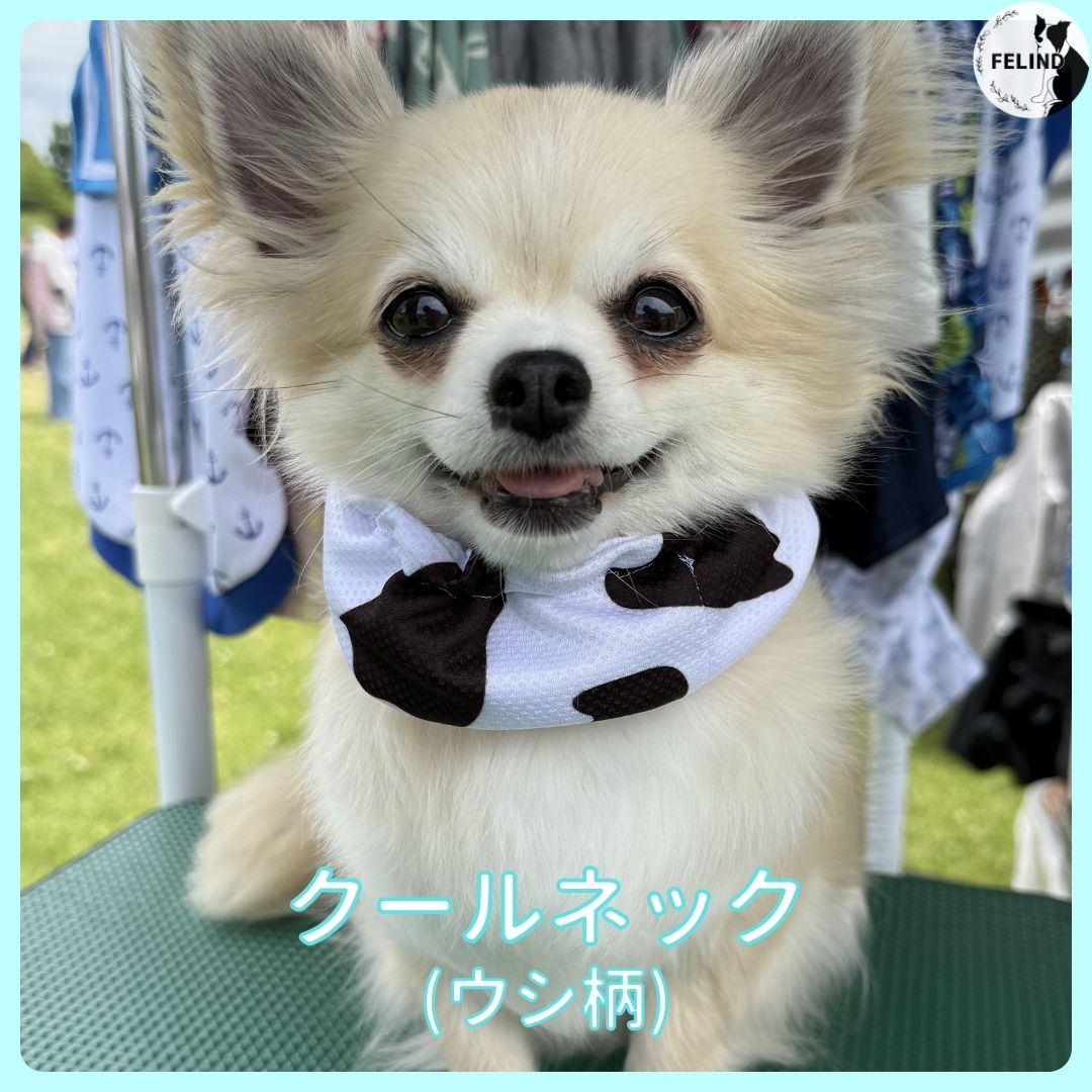 クールネック(ウシ柄)